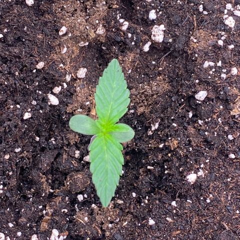 Papaya Cookies Auto (FastBuds) growlog photo: Medina