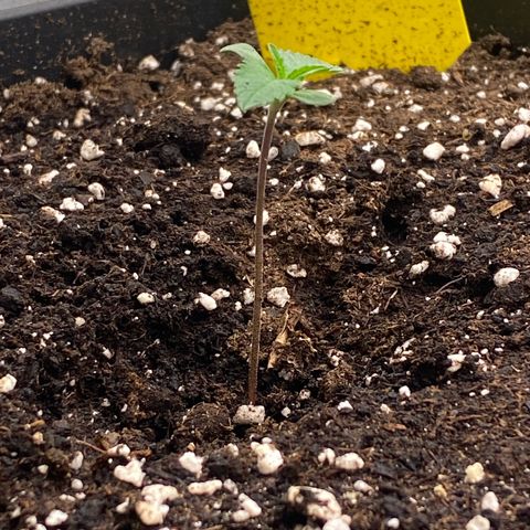 Papaya Cookies Auto (FastBuds) growlog photo: Medina