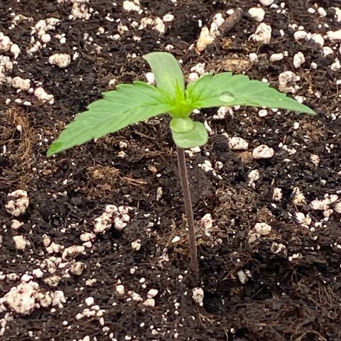 Papaya Cookies Auto (FastBuds) growlog photo: Palina 