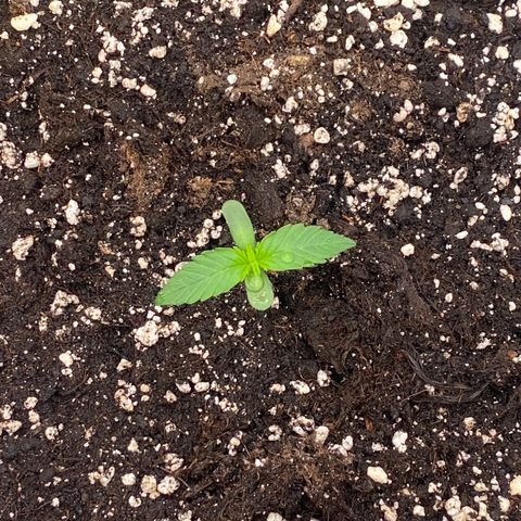 Papaya Cookies Auto (FastBuds) growlog photo: Palina 