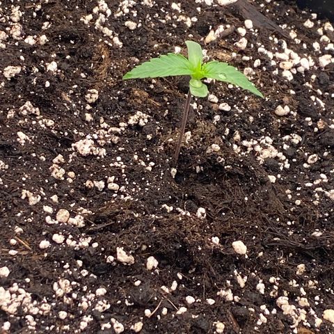 Papaya Cookies Auto (FastBuds) growlog photo: Palina 