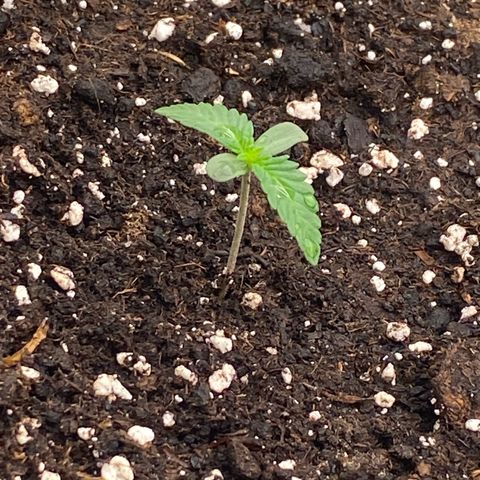 Blackberry Auto ( FastBuds ) growlog photo: Karla