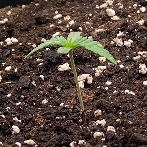 Blackberry Auto ( FastBuds ) growlog photo: Karla