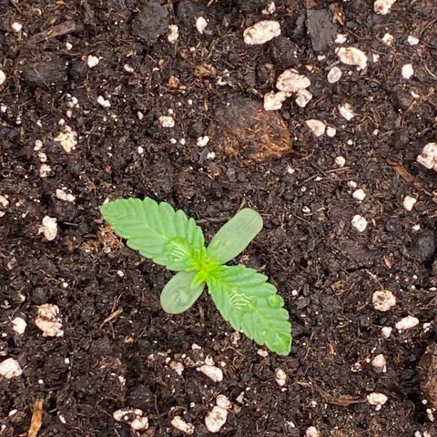 Blackberry Auto ( FastBuds ) growlog photo: Karla