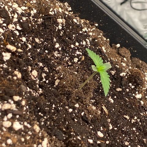 Blackberry Auto ( FastBuds ) growlog photo: Leonie