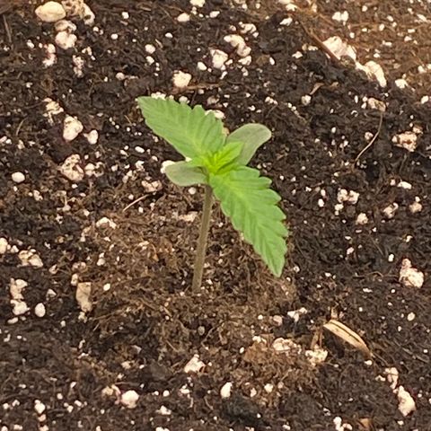 Blackberry Auto ( FastBuds ) growlog photo: Leonie