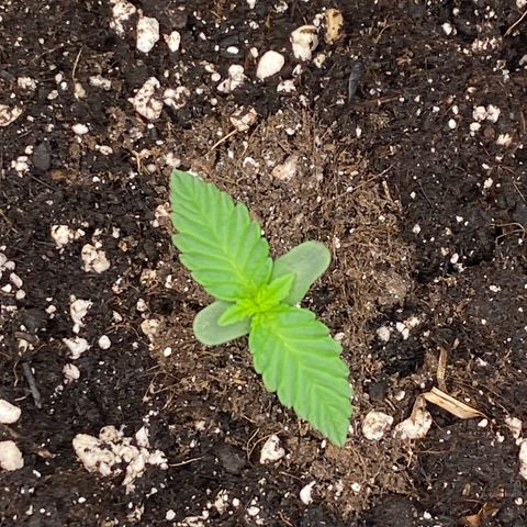 Blackberry Auto ( FastBuds ) growlog photo: Leonie
