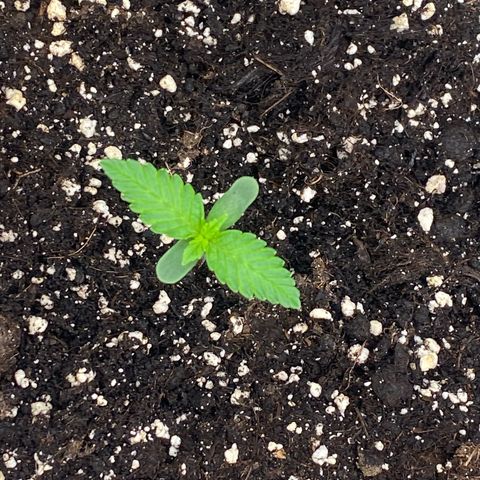 Blackberry Auto ( FastBuds ) growlog photo: Lana