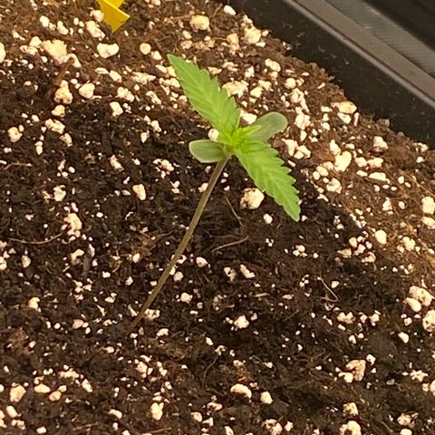 Blackberry Auto ( FastBuds ) growlog photo: Lana