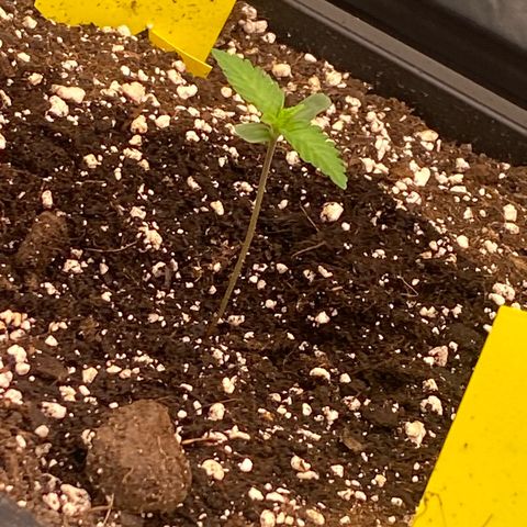 Blackberry Auto ( FastBuds ) growlog photo: Lana