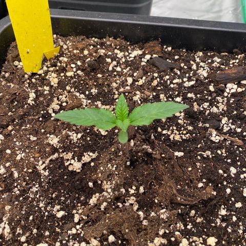 Papaya Cookies Auto (FastBuds) growlog photo: Palina 