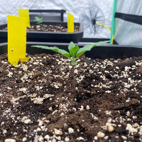 Papaya Cookies Auto (FastBuds) growlog photo: Palina 
