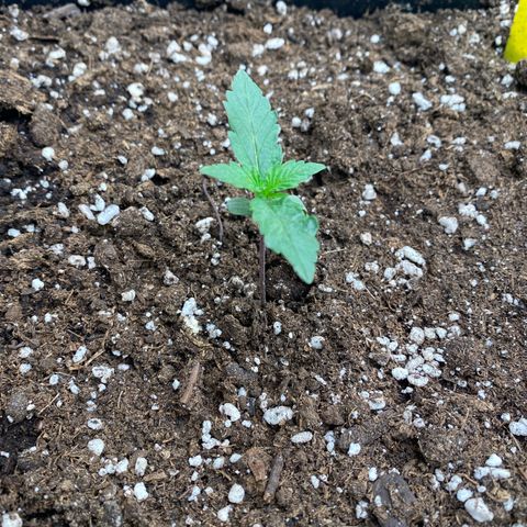 Papaya Cookies Auto (FastBuds) growlog photo: Pa-Trisha 