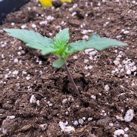 Papaya Cookies Auto (FastBuds) growlog photo: Pa-Trisha 