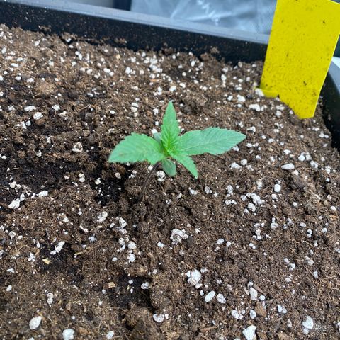 Papaya Cookies Auto (FastBuds) growlog photo: Medina 