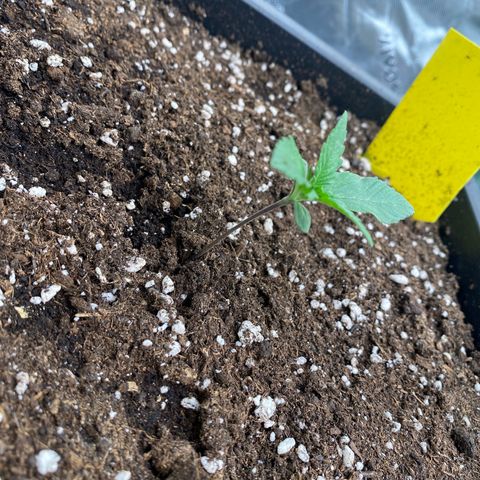 Papaya Cookies Auto (FastBuds) growlog photo: Medina 