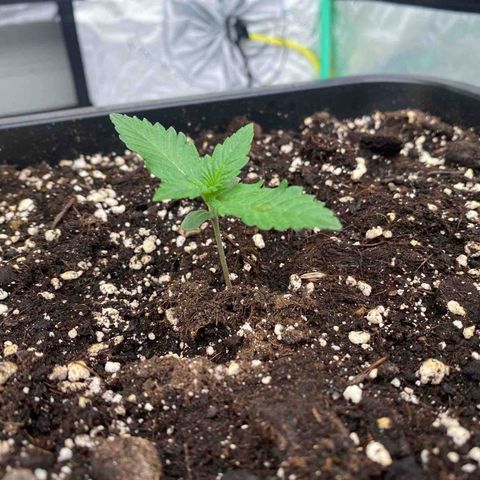 Blackberry Auto ( FastBuds ) growlog photo: Lana 