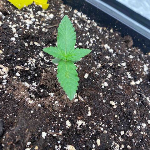 Blackberry Auto ( FastBuds ) growlog photo: Lana 