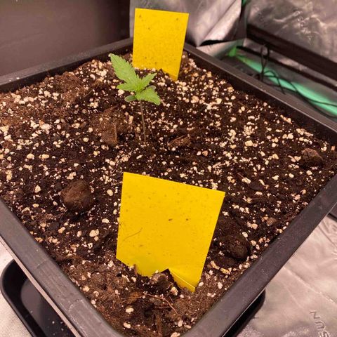 Blackberry Auto ( FastBuds ) growlog timeline photo