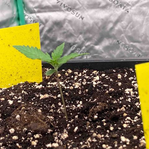 Blackberry Auto ( FastBuds ) growlog timeline photo