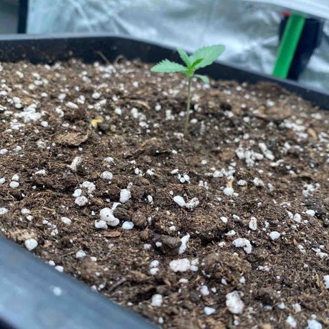 Blackberry Auto ( FastBuds ) growlog timeline photo