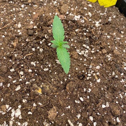 Blackberry Auto ( FastBuds ) growlog timeline photo