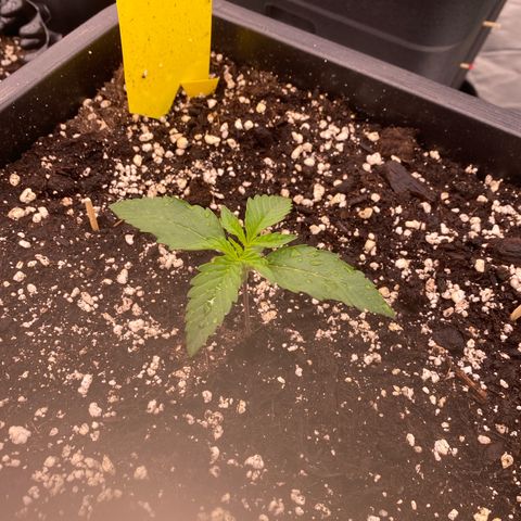 Papaya Cookies Auto (FastBuds) growlog photo: Palina 