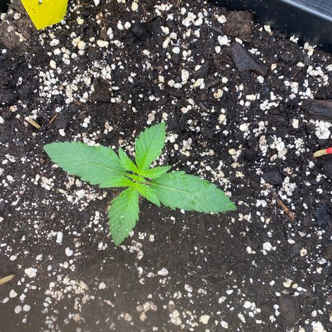 Papaya Cookies Auto (FastBuds) growlog photo: Palina 