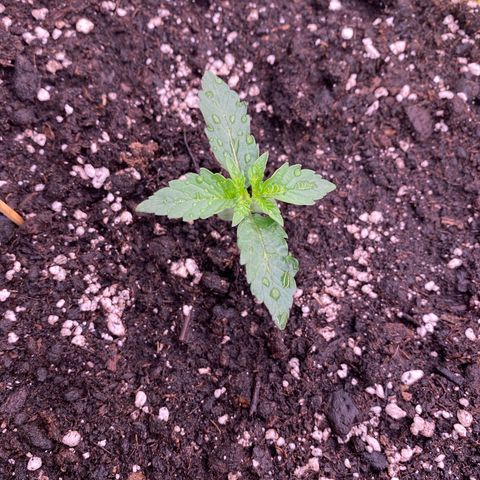 Papaya Cookies Auto (FastBuds) growlog photo: Pa-Trisha 
