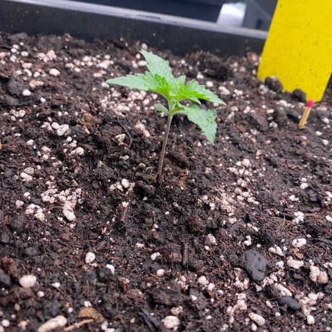 Papaya Cookies Auto (FastBuds) growlog photo: Pa-Trisha 