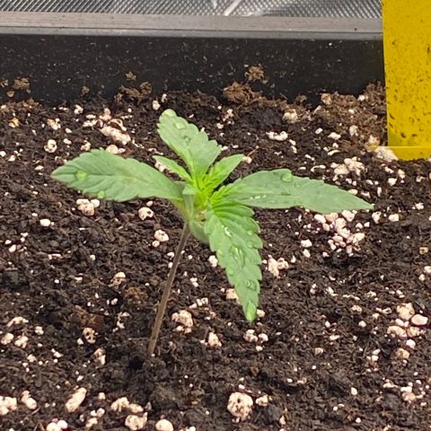 Papaya Cookies Auto (FastBuds) growlog photo: Medina 