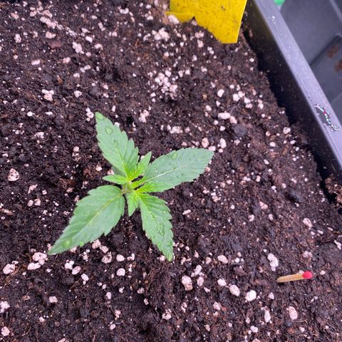 Papaya Cookies Auto (FastBuds) growlog photo: Medina 