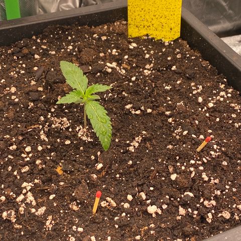 Blackberry Auto ( FastBuds ) growlog photo: Karla