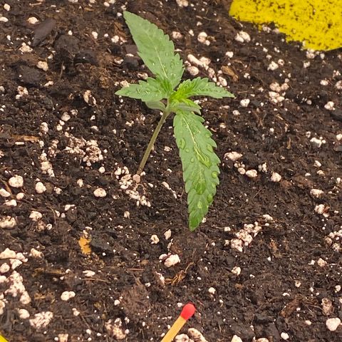 Blackberry Auto ( FastBuds ) growlog photo: Karla