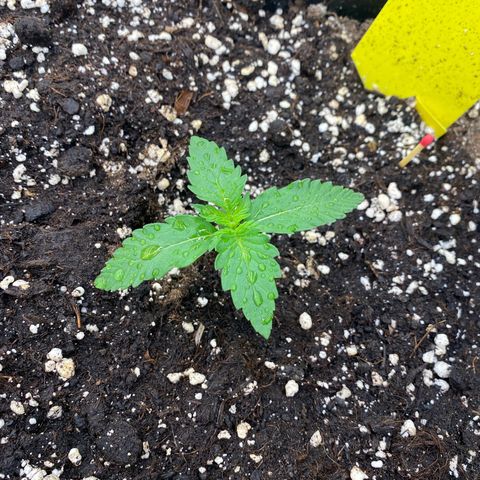 Blackberry Auto ( FastBuds ) growlog photo: Lana 