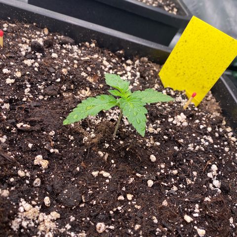 Blackberry Auto ( FastBuds ) growlog photo: Lana 