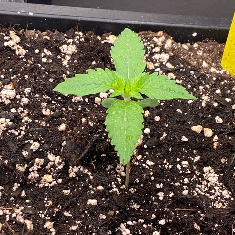 Blackberry Auto ( FastBuds ) growlog photo: Leonie 
