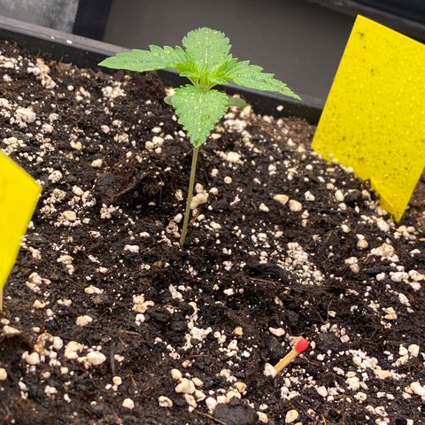 Blackberry Auto ( FastBuds ) growlog photo: Leonie 
