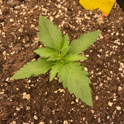 Blackberry Auto ( FastBuds ) growlog photo: Lana 