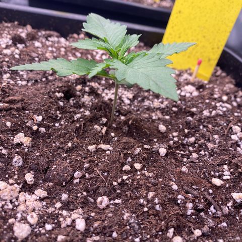 Blackberry Auto ( FastBuds ) growlog photo: Lana 
