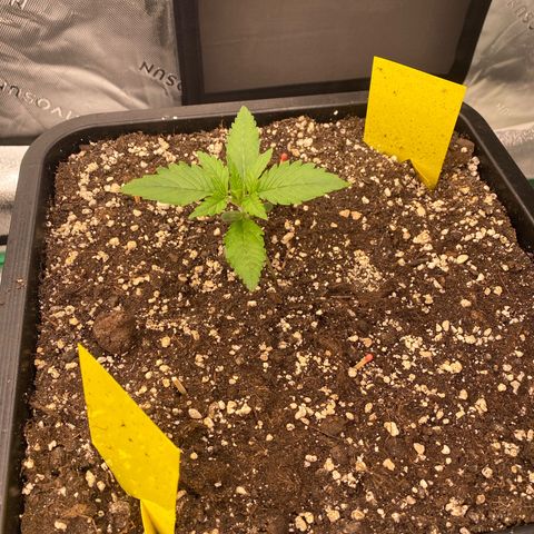 Blackberry Auto ( FastBuds ) growlog photo: Leonie 