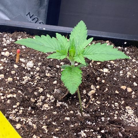 Blackberry Auto ( FastBuds ) growlog photo: Leonie 