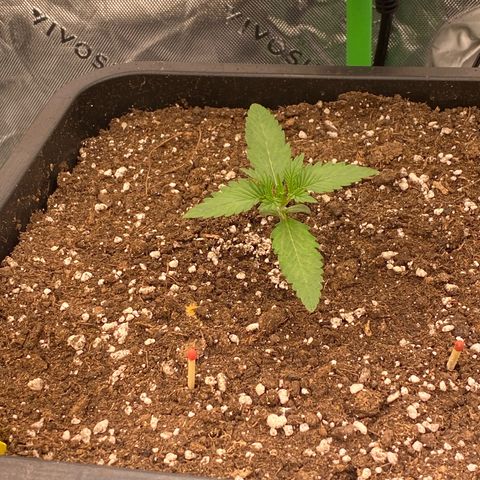 Blackberry Auto ( FastBuds ) growlog photo: Karla 