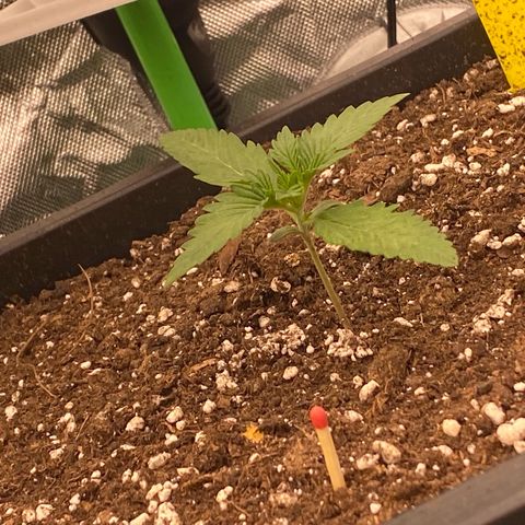 Blackberry Auto ( FastBuds ) growlog timeline photo