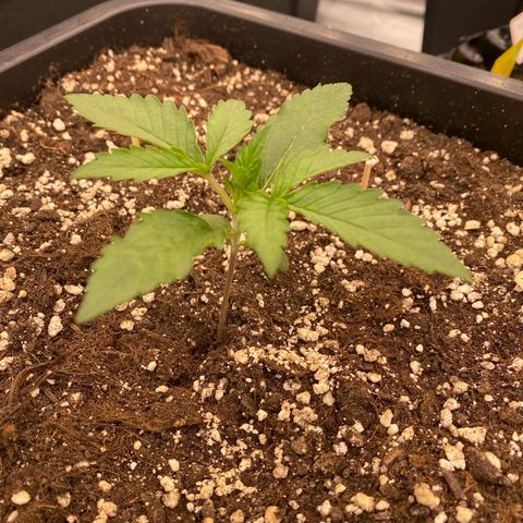 Papaya Cookies Auto (FastBuds) growlog photo: Palina