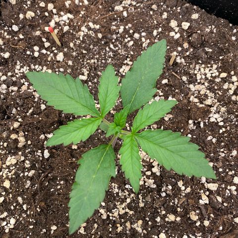 Papaya Cookies Auto (FastBuds) growlog timeline photo
