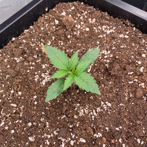 Papaya Cookies Auto (FastBuds) growlog photo: Pa-Trisha