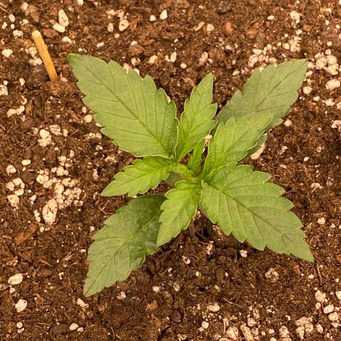Papaya Cookies Auto (FastBuds) growlog timeline photo