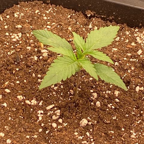 Papaya Cookies Auto (FastBuds) growlog photo: Medina 