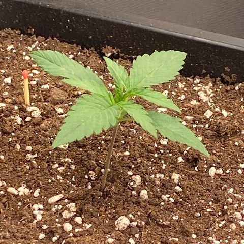Papaya Cookies Auto (FastBuds) growlog timeline photo